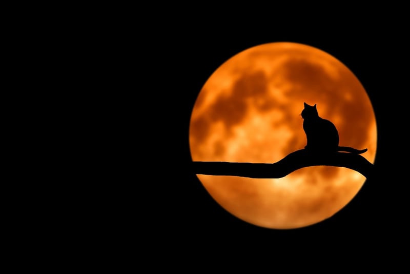 Full Moon